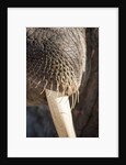Walrus Whiskers and Tusk, Hudson Bay, Nunavut, Canada by Anonymous