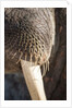 Walrus Whiskers and Tusk, Hudson Bay, Nunavut, Canada by Anonymous