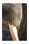 Walrus Whiskers and Tusk, Hudson Bay, Nunavut, Canada by Anonymous