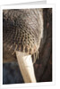 Walrus Whiskers and Tusk, Hudson Bay, Nunavut, Canada by Anonymous