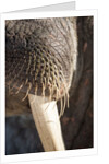 Walrus Whiskers and Tusk, Hudson Bay, Nunavut, Canada by Anonymous