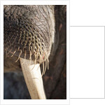 Walrus Whiskers and Tusk, Hudson Bay, Nunavut, Canada by Anonymous