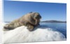 Walrus on Ice, Hudson Bay, Nunavut, Canada by Anonymous