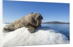 Walrus on Ice, Hudson Bay, Nunavut, Canada by Anonymous