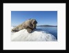 Walrus on Ice, Hudson Bay, Nunavut, Canada by Anonymous