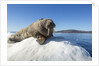 Walrus on Ice, Hudson Bay, Nunavut, Canada by Anonymous