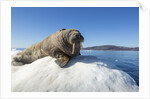 Walrus on Ice, Hudson Bay, Nunavut, Canada by Anonymous