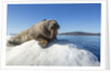 Walrus on Ice, Hudson Bay, Nunavut, Canada by Anonymous