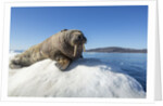 Walrus on Ice, Hudson Bay, Nunavut, Canada by Anonymous