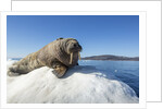 Walrus on Ice, Hudson Bay, Nunavut, Canada by Anonymous