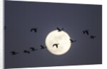 Snow Geese and Full Moon, New Mexico by Anonymous