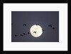 Snow Geese and Full Moon, New Mexico by Anonymous