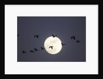 Snow Geese and Full Moon, New Mexico by Anonymous