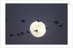 Snow Geese and Full Moon, New Mexico by Anonymous