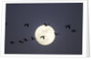 Snow Geese and Full Moon, New Mexico by Anonymous