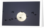 Snow Geese and Full Moon, New Mexico by Anonymous