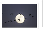 Snow Geese and Full Moon, New Mexico by Anonymous