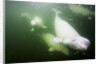 Underwater Beluga Whales, Hudson Bay, Canada by Anonymous