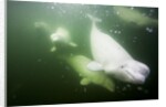Underwater Beluga Whales, Hudson Bay, Canada by Anonymous