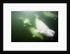 Underwater Beluga Whales, Hudson Bay, Canada by Anonymous