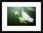 Underwater Beluga Whales, Hudson Bay, Canada by Anonymous