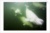 Underwater Beluga Whales, Hudson Bay, Canada by Anonymous