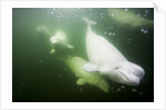 Underwater Beluga Whales, Hudson Bay, Canada by Anonymous