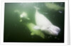 Underwater Beluga Whales, Hudson Bay, Canada by Anonymous