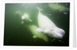 Underwater Beluga Whales, Hudson Bay, Canada by Anonymous