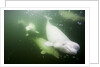 Underwater Beluga Whales, Hudson Bay, Canada by Anonymous