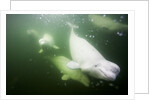 Underwater Beluga Whales, Hudson Bay, Canada by Anonymous