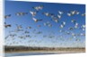 Snow Geese, Bosque del Apache National Wildlife Refuge, New Mexico by Anonymous