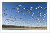 Snow Geese, Bosque del Apache National Wildlife Refuge, New Mexico by Anonymous