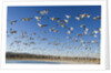 Snow Geese, Bosque del Apache National Wildlife Refuge, New Mexico by Anonymous