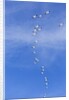 Snow Geese, New Mexico by Anonymous