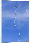 Snow Geese, New Mexico by Anonymous