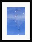 Snow Geese, New Mexico by Anonymous