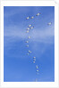 Snow Geese, New Mexico by Anonymous