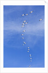 Snow Geese, New Mexico by Anonymous