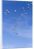 Snow Geese, New Mexico by Anonymous