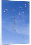 Snow Geese, New Mexico by Anonymous