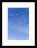 Snow Geese, New Mexico by Anonymous