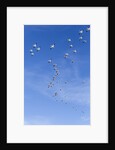 Snow Geese, New Mexico by Anonymous