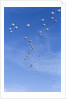 Snow Geese, New Mexico by Anonymous