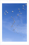 Snow Geese, New Mexico by Anonymous