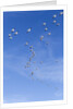 Snow Geese, New Mexico by Anonymous