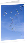 Snow Geese, New Mexico by Anonymous