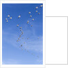 Snow Geese, New Mexico by Anonymous