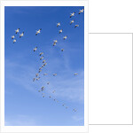 Snow Geese, New Mexico by Anonymous