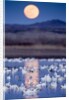 Snow Geese and Full Moon, New Mexico by Anonymous